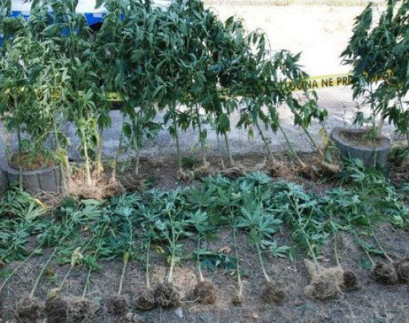 Rekordna zapljena droge u Posušju