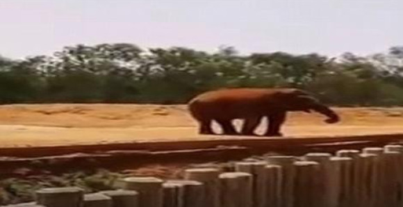 Slon "bacio" kamen i usmrtio djevojčicu (7)