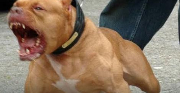 Pitbulovi gotovo rastrgli ženu 
