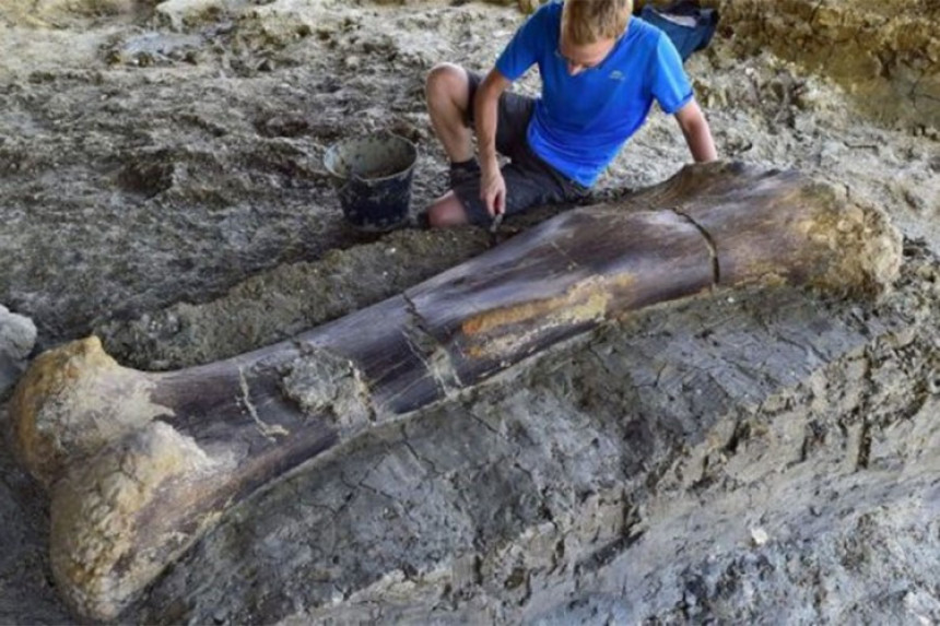 Откривена кост диносауруса  