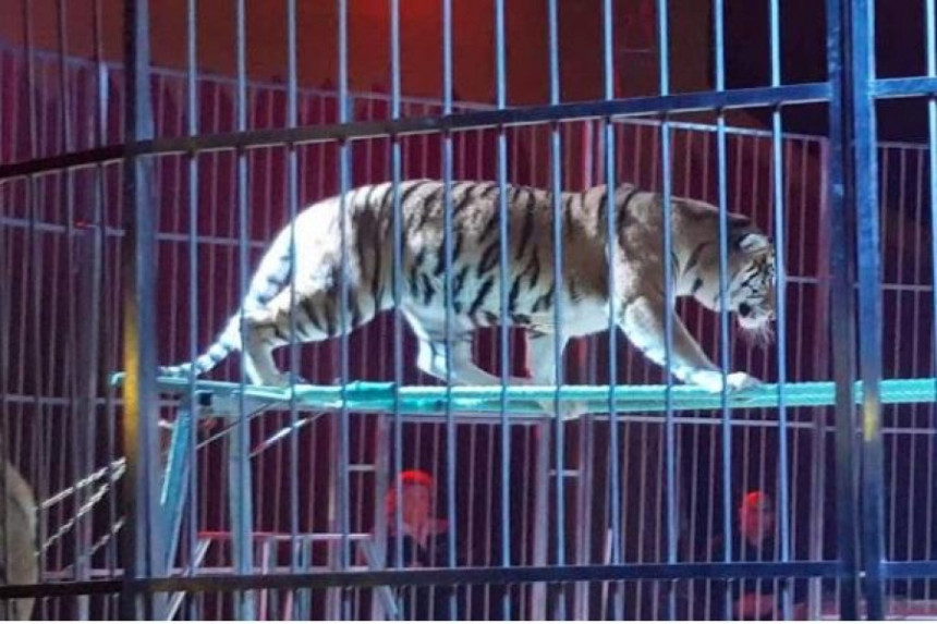 Драма у Улцињу: Тигар побјегао из циркуса