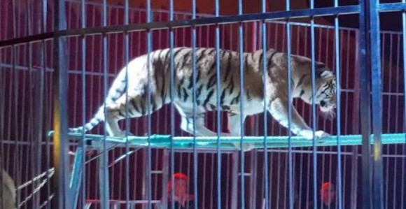 Drama u Ulcinju: Tigar pobjegao iz cirkusa