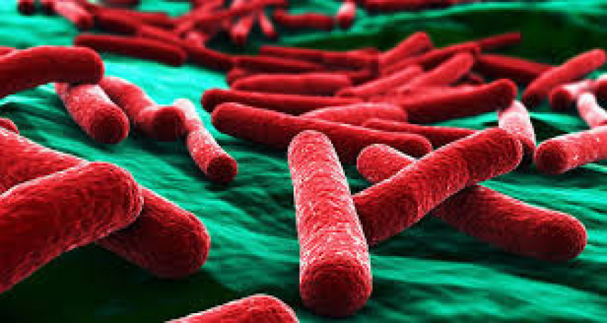 Kombinacija tri antibiotika ubija ešerihiju koli