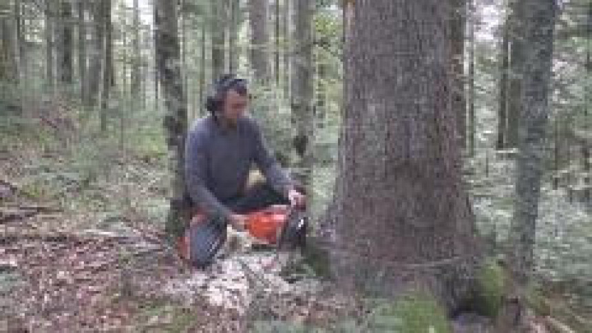 Šumarski inženjer radi posao sjekača u Ribniku  