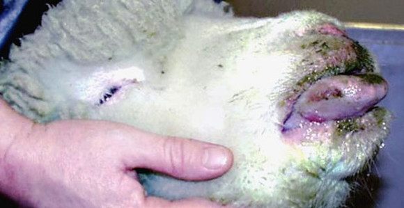 "Plavi jezik" i dalje se širi Semberijom