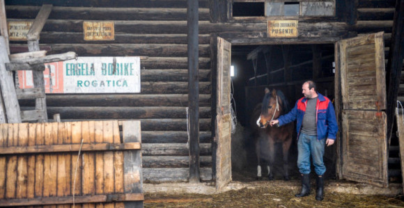 Vlada sprema spas za konje sa "Borika"?