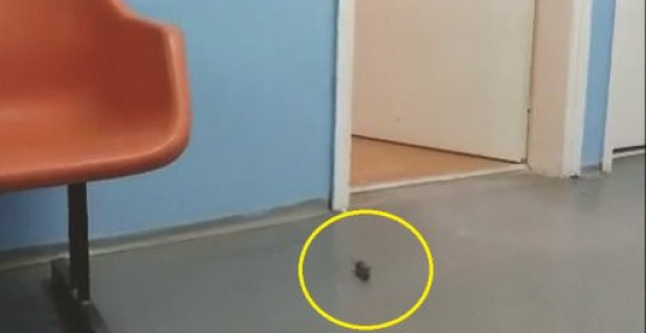 Miševi u čekaonici pored trudnica