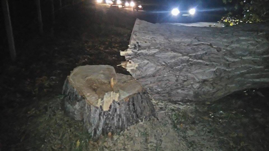 Бијељина-Тузла: Срушило се дрво