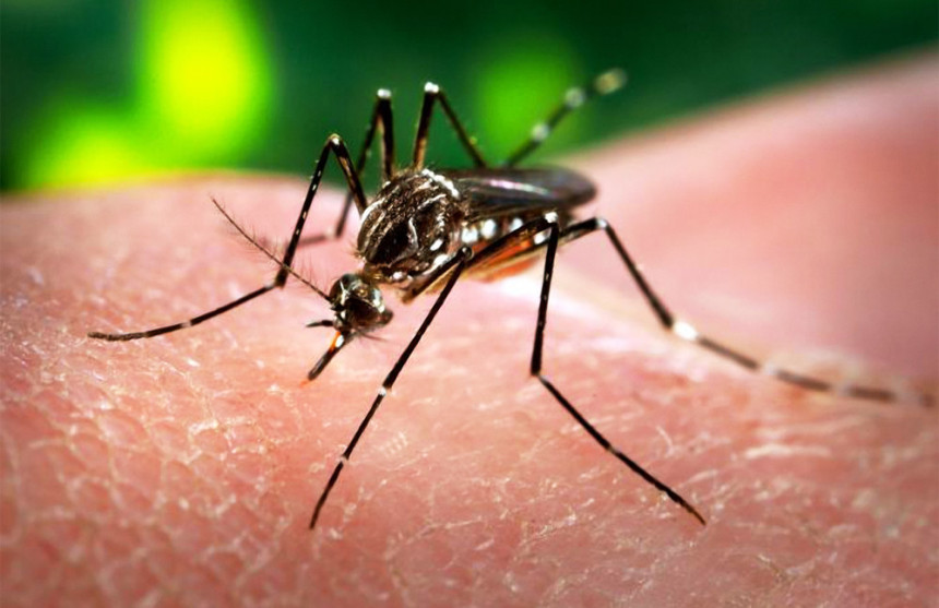 Kanada: Troje zaraženih virusom "zika"