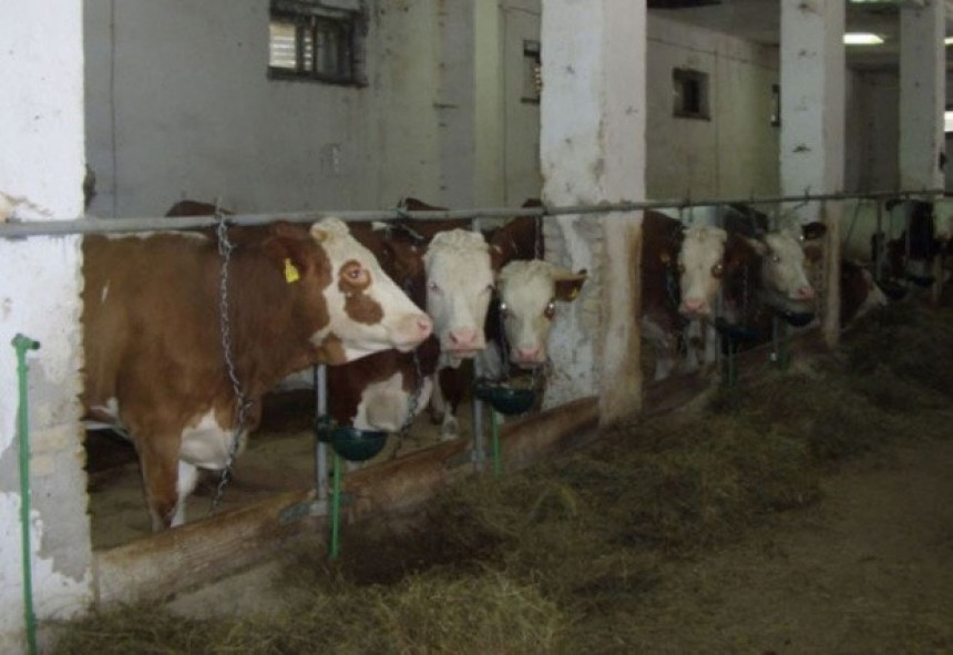 Semberski stočari zahtijevaju izvoz mesa