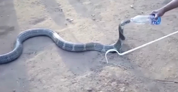 Pola pije, pola kobri daje!