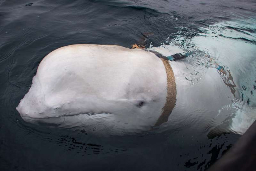 Руска шпијунажа: Нађен бијели кит
