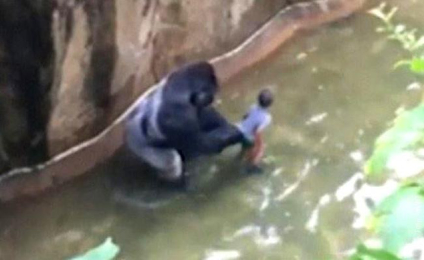 Убили горилу у зоо-врту да би спасили дјечака