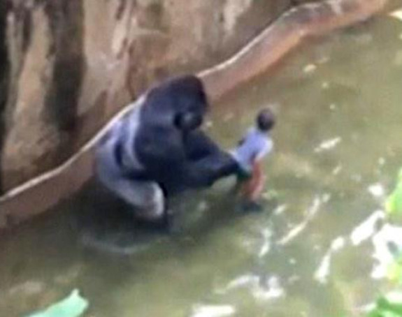 Ubili gorilu u zoo-vrtu da bi spasili dječaka