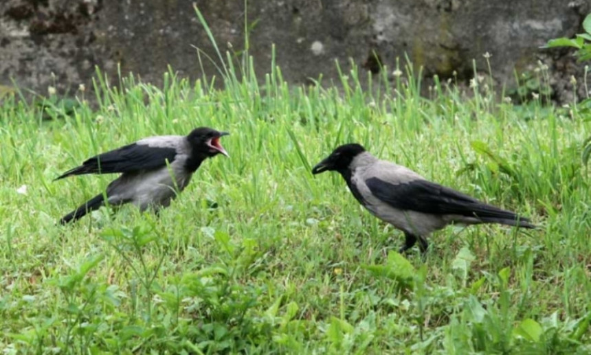 Banjaluka: Vrane napale mladića