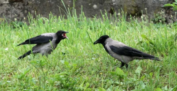 Banjaluka: Vrane napale mladića