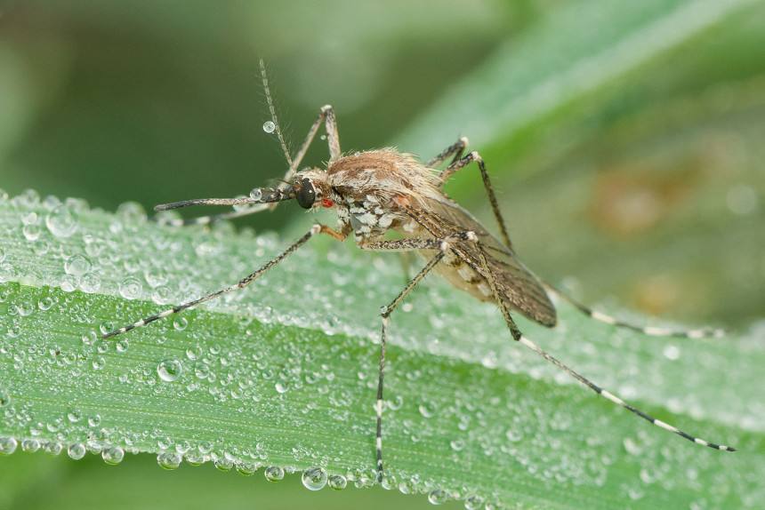 Како на природне начине да се заштитите од комараца
