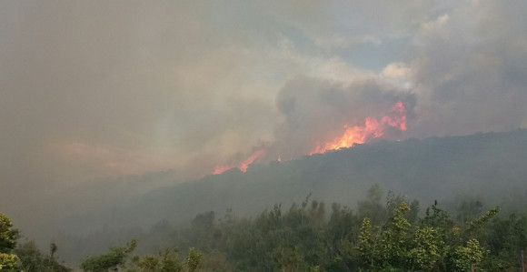 Alo, "partizani", zvaćemo šumara!