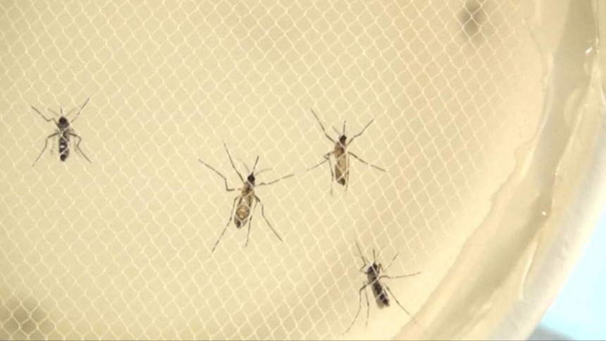 Najezda komaraca u Bijeljini