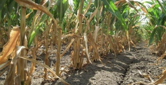 Милионске штете у пољопривреди 