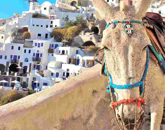 Bolji uslovi za magarce i mazge na Santoriniju