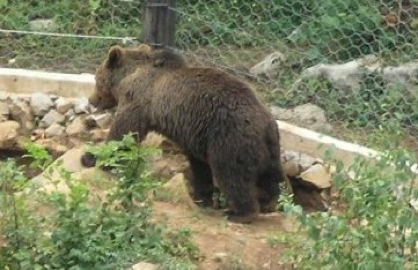 Гладне звијери силазе до кућа