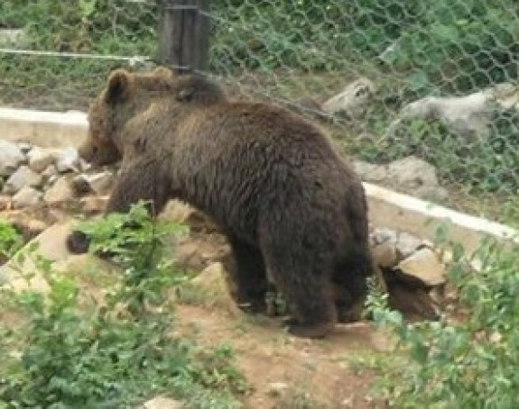 Gladne zvijeri silaze do kuća