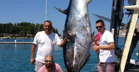 U Rovinju ulovljena najveća riba ikada