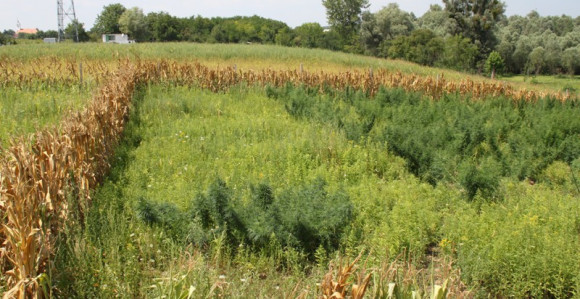 Dvije plantaže marihuane u Bijeljini