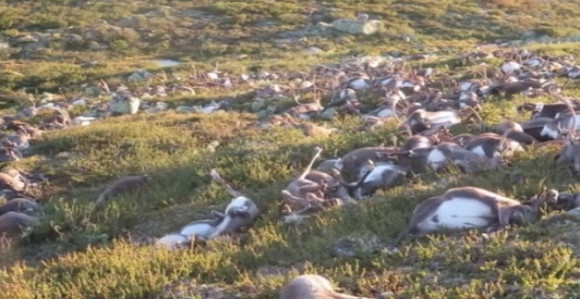 Grom u sekundi ubio 300 divljih irvasa