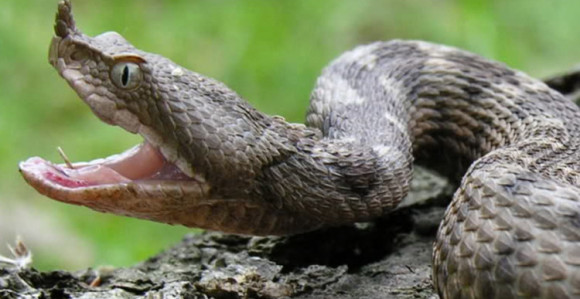 Orebić: Poskok ugrizao dijete