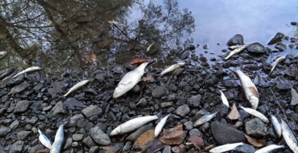 Opet pomor ribe u rijeci Spreči u blizini Dubrava