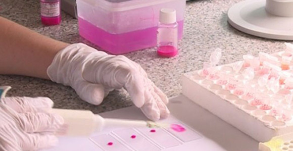 Афричка свињска грозница код Будимпеште