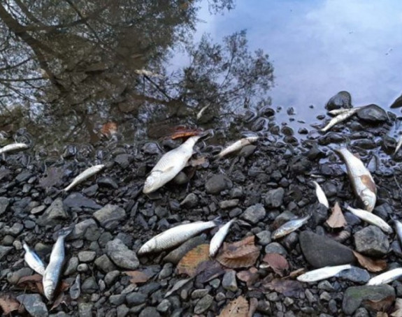 Opet pomor ribe u rijeci Spreči u blizini Dubrava
