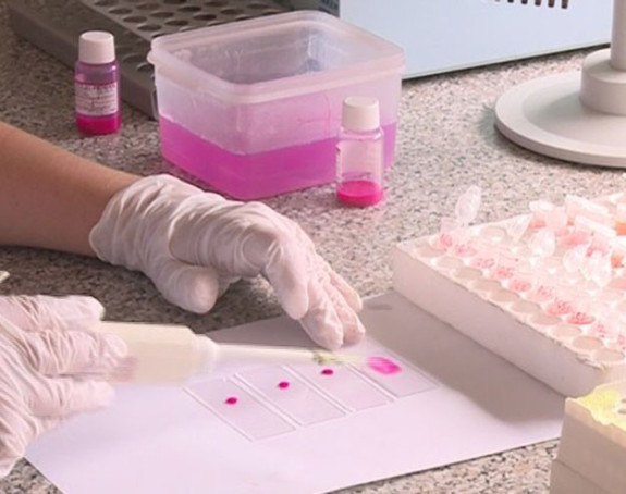 Афричка свињска грозница код Будимпеште