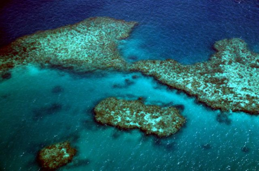 Uginula trećina korala na Velikom grebenu