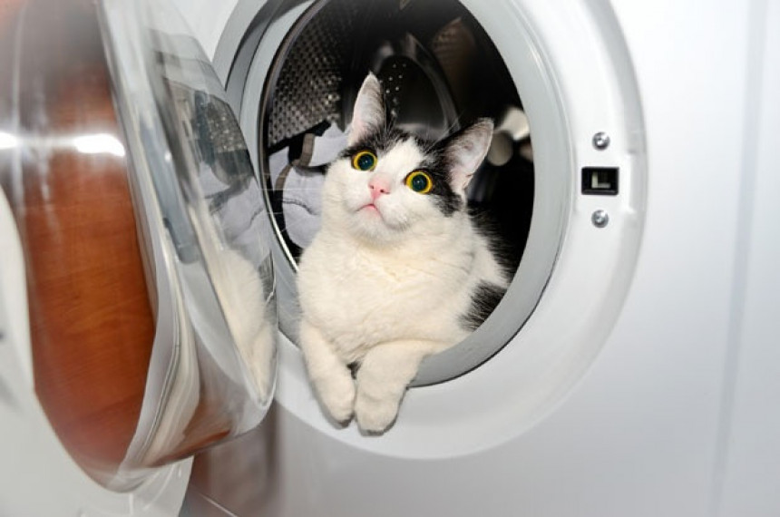 Мачак преживио прање у веш машини!