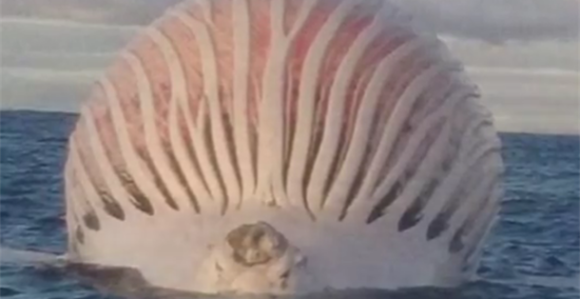 Šta je ovo nasred okeana u Australiji!?