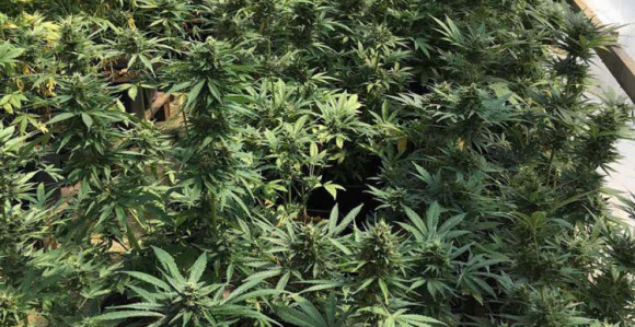 Među uhapšenim otac i dva sina