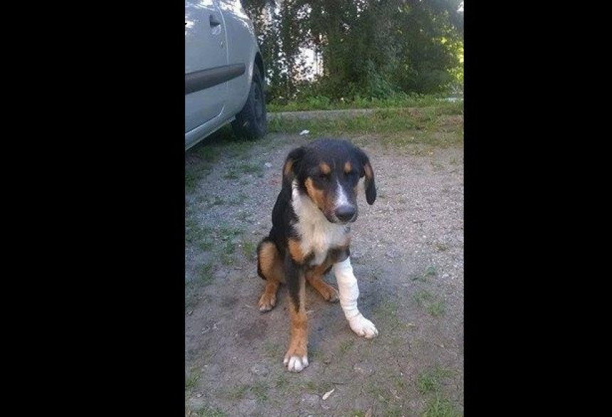 Destogodišnjaci u Tuzli silovali štene?!