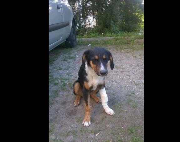 Destogodišnjaci u Tuzli silovali štene?!