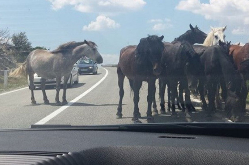 Nesreća: Usmrtio dva divlja konja