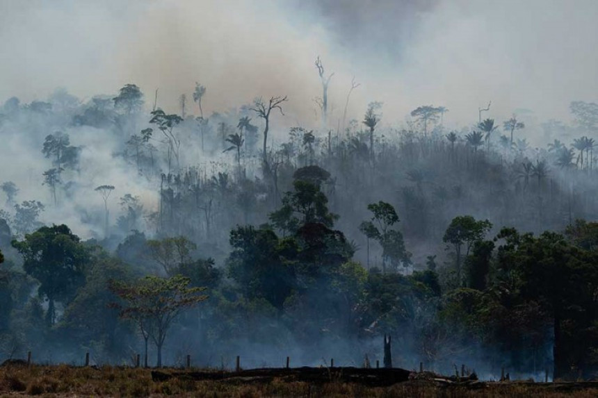 Naučnici tvrde: "Pluća planete" nisu u Amazoniji