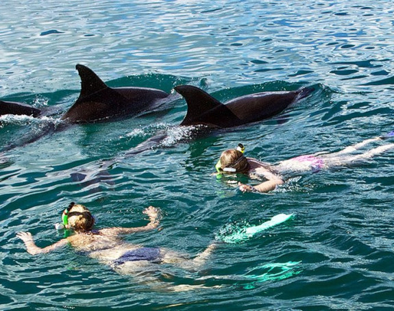 Zabrana plivanja sa delfinima na Novom Zelandu
