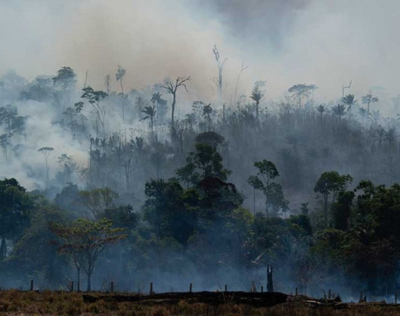 Naučnici tvrde: "Pluća planete" nisu u Amazoniji