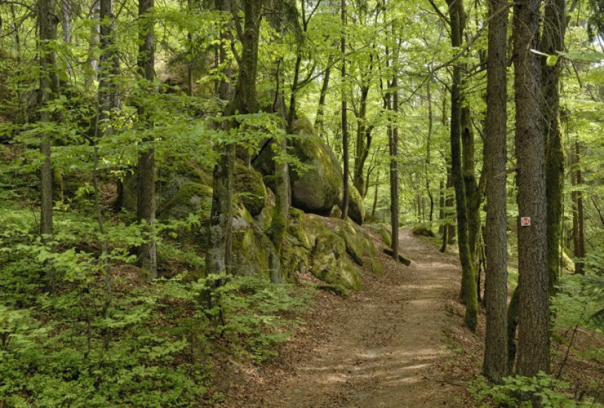 Хорор у шуми: Нађен скелет објешен о дрво