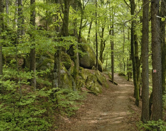 Horor u šumi: Nađen skelet obješen o drvo
