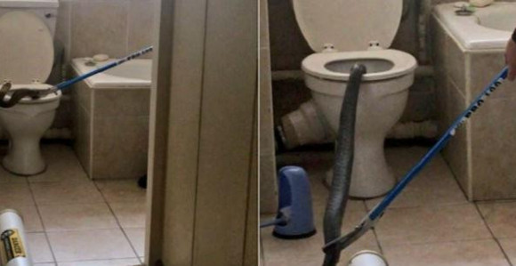 Jezivo: Iz WC šolje izvadio ogromnu zmiju
