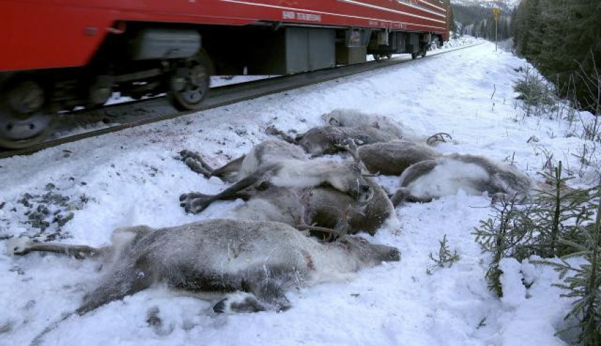 У Норвешкој воз усмртио 17 ирваса