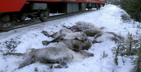 У Норвешкој воз усмртио 17 ирваса